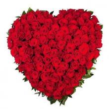Roses splendor Roses splendor